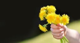 Легендата за глуварчето и неговата лековита моќ 36