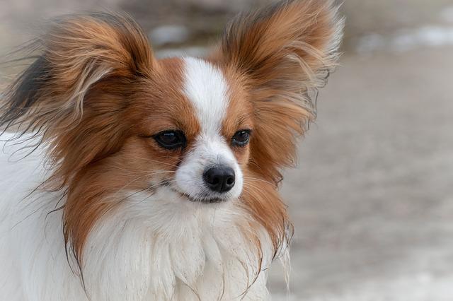 Мали раси на кучиња кои се совршени миленичиња за чување во стан 5 dog gafccb0c4a 640
