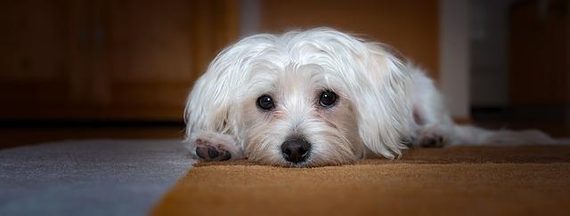Мали раси на кучиња кои се совршени миленичиња за чување во стан 3 dog gcf7c7afbe 640