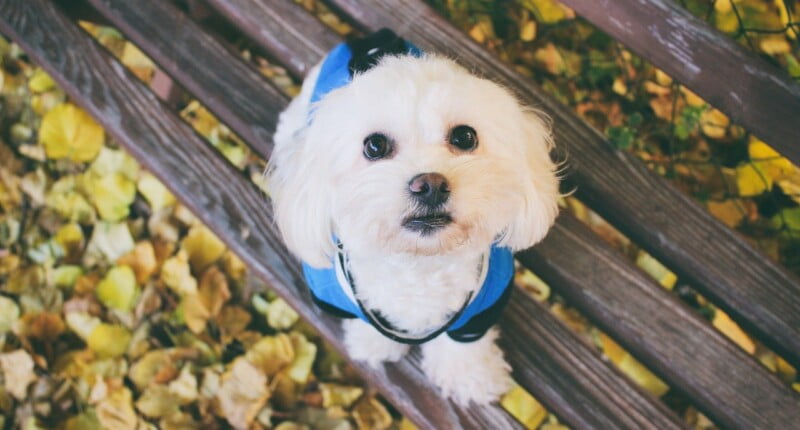 maltese dog gd07abc921 1280