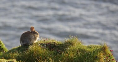 Приказна за токсичноста и интелигенцијата 770 r25IQAEAAAAAAAAAAPBsJkgAAauTjWAAAAAASUVORK5CYII=