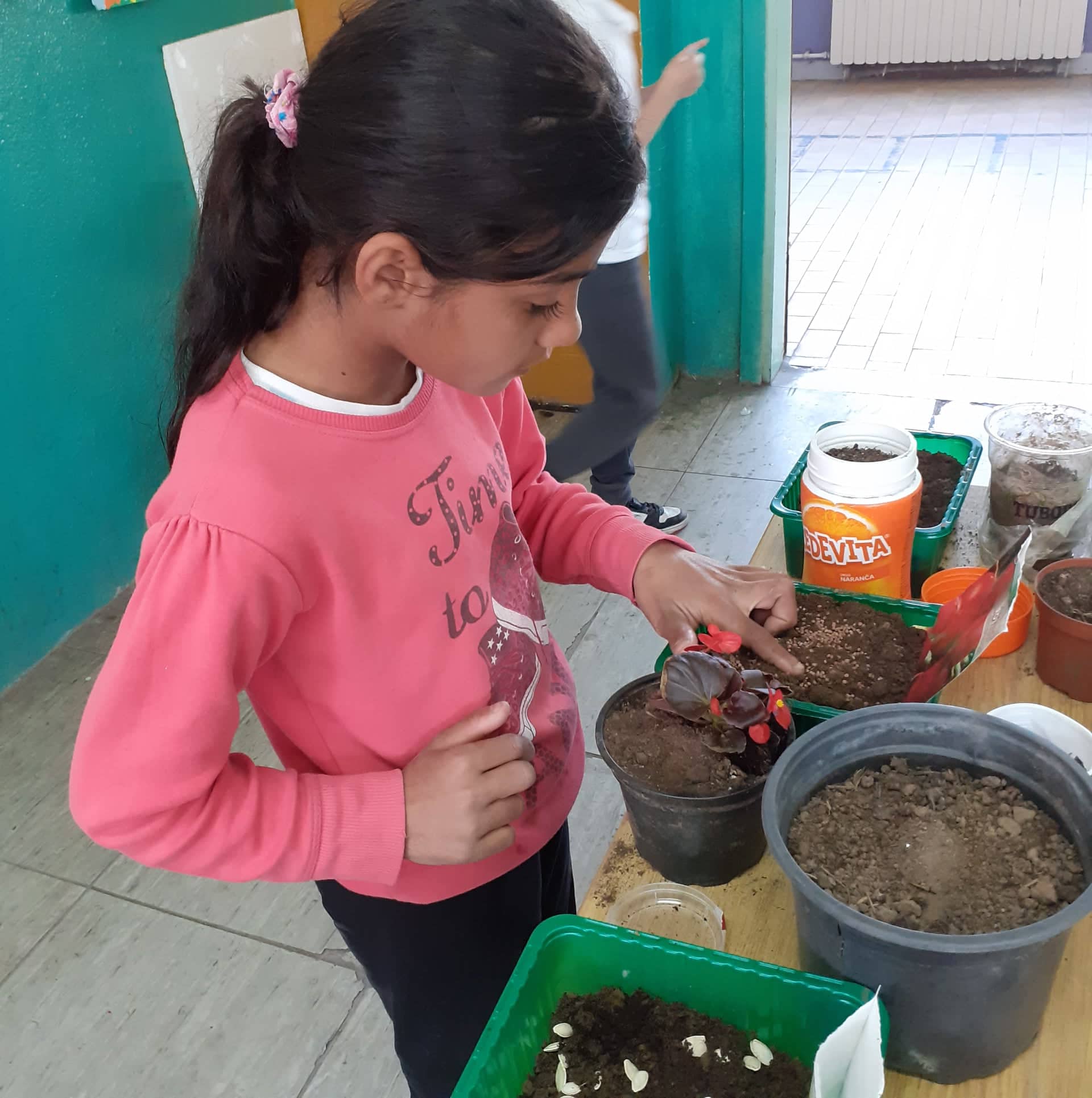 Тикви, домати, пченка во училишната градина на ООУ „Елпида Караманди“ Битола ќе ги пречекаат учениците кои ги засадија 29 277917688 297147585887413 1661336572814428492 n