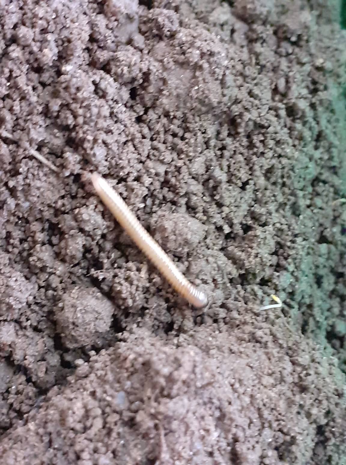 Тикви, домати, пченка во училишната градина на ООУ „Елпида Караманди“ Битола ќе ги пречекаат учениците кои ги засадија 45 278021473 1049203009281170 2796319921336212735 n