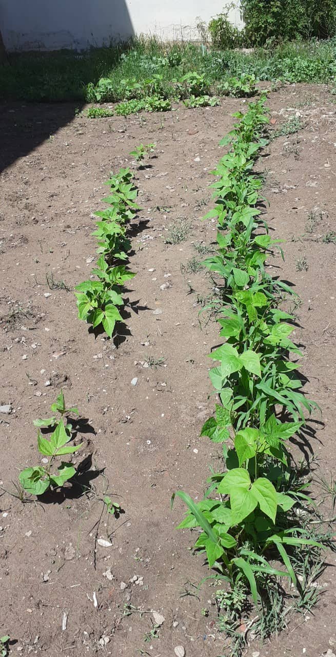 Тикви, домати, пченка во училишната градина на ООУ „Елпида Караманди“ Битола ќе ги пречекаат учениците кои ги засадија 46 287383771 410660104307599 511223530413514683 n