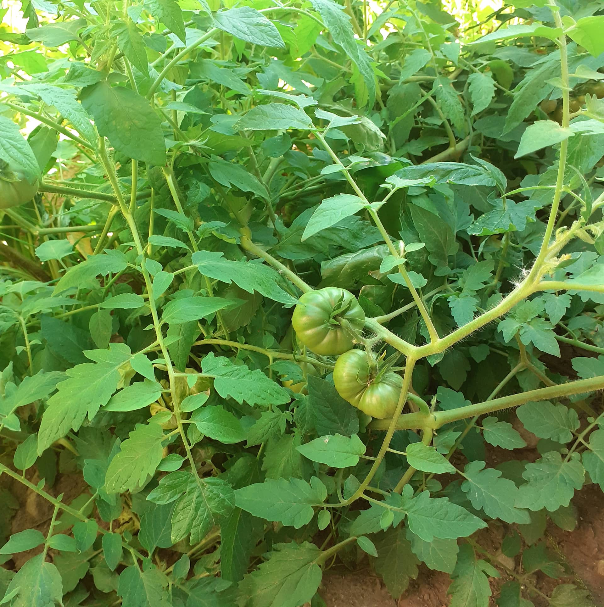 Тикви, домати, пченка во училишната градина на ООУ „Елпида Караманди“ Битола ќе ги пречекаат учениците кои ги засадија 19 299187964 2398437663629452 2498375146600329707 n