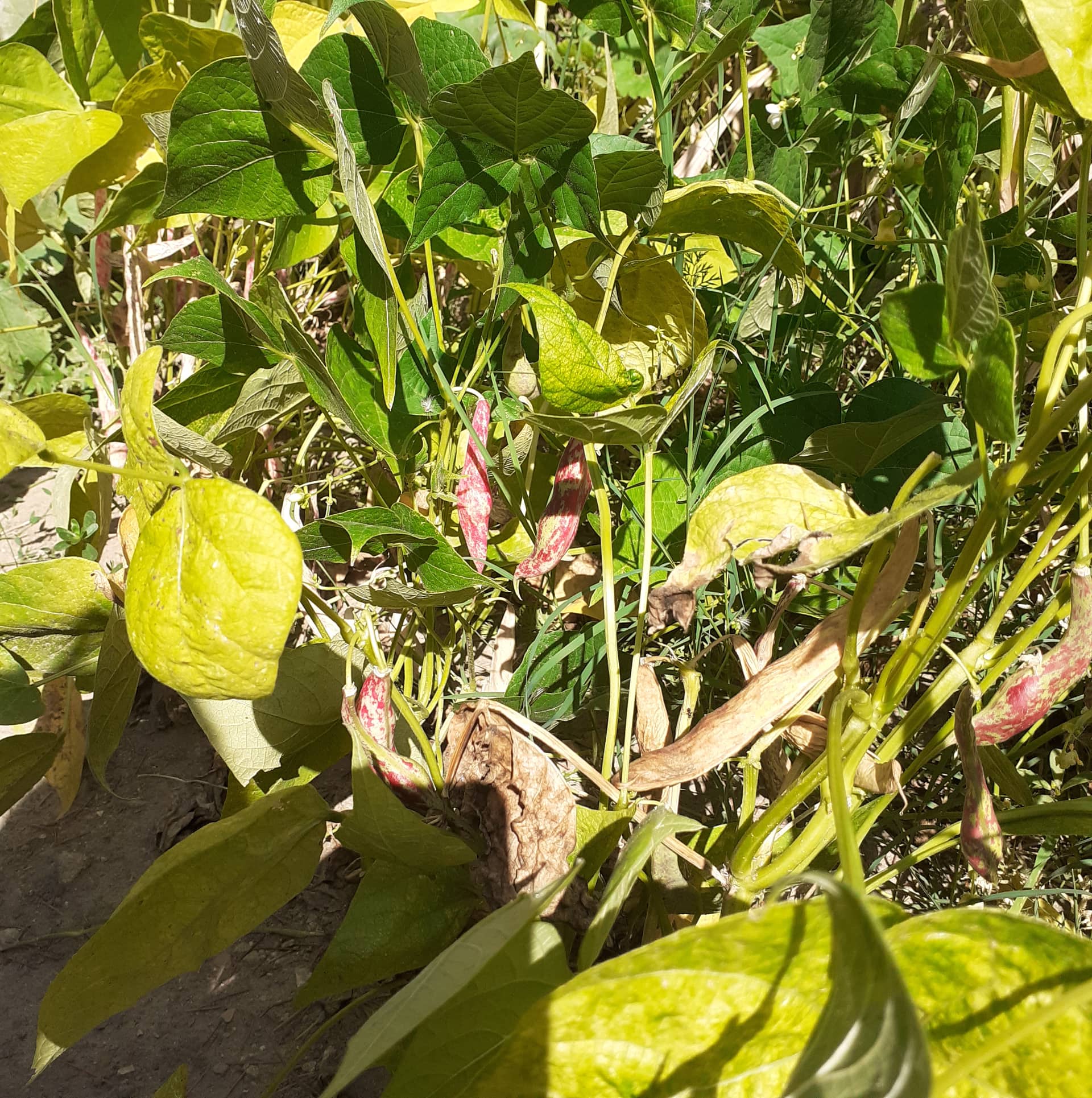 Тикви, домати, пченка во училишната градина на ООУ „Елпида Караманди“ Битола ќе ги пречекаат учениците кои ги засадија 15 299195327 2398437426962809 4844638415842112313 n