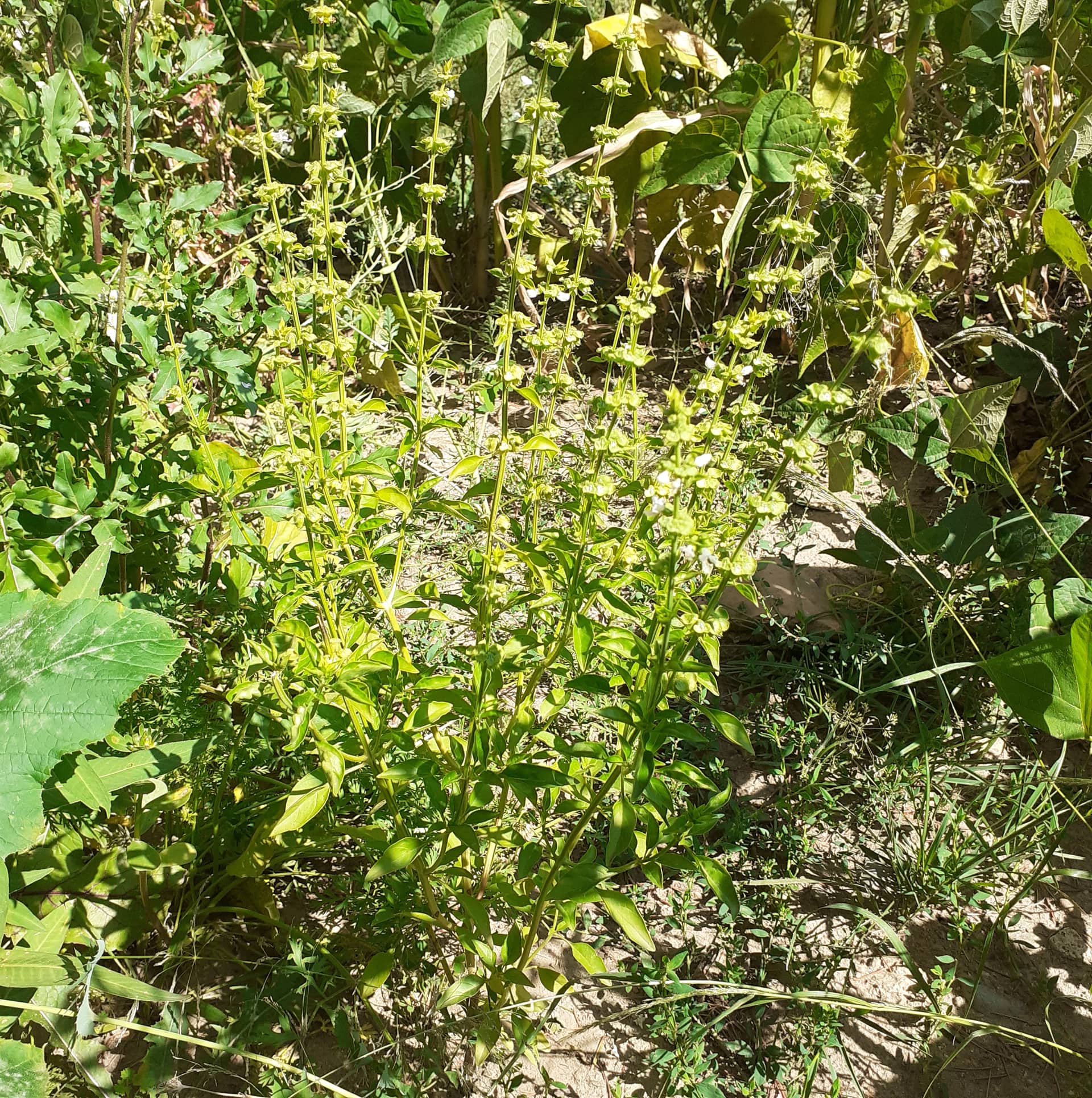 Тикви, домати, пченка во училишната градина на ООУ „Елпида Караманди“ Битола ќе ги пречекаат учениците кои ги засадија 10 299230749 2398437983629420 794701550560872731 n