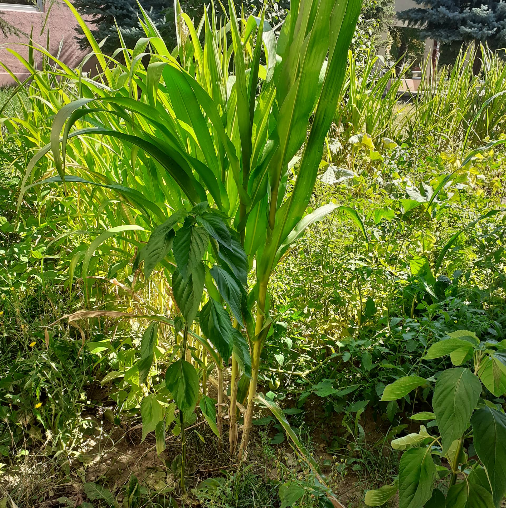 Тикви, домати, пченка во училишната градина на ООУ „Елпида Караманди“ Битола ќе ги пречекаат учениците кои ги засадија 12 299328483 2398437906962761 5594083577929403349 n