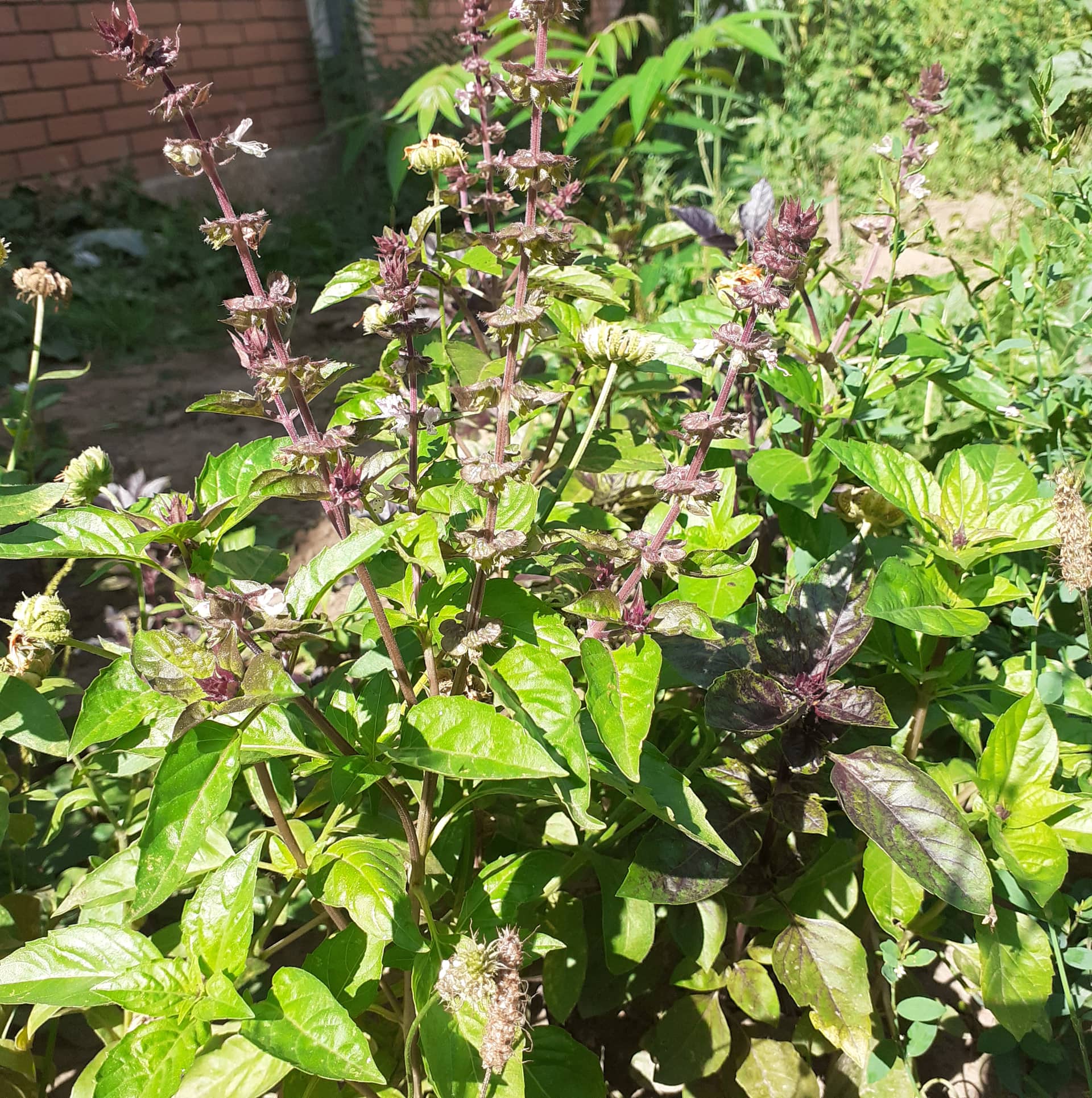 Тикви, домати, пченка во училишната градина на ООУ „Елпида Караманди“ Битола ќе ги пречекаат учениците кои ги засадија 17 299497712 2398437430296142 7758584658698749900 n