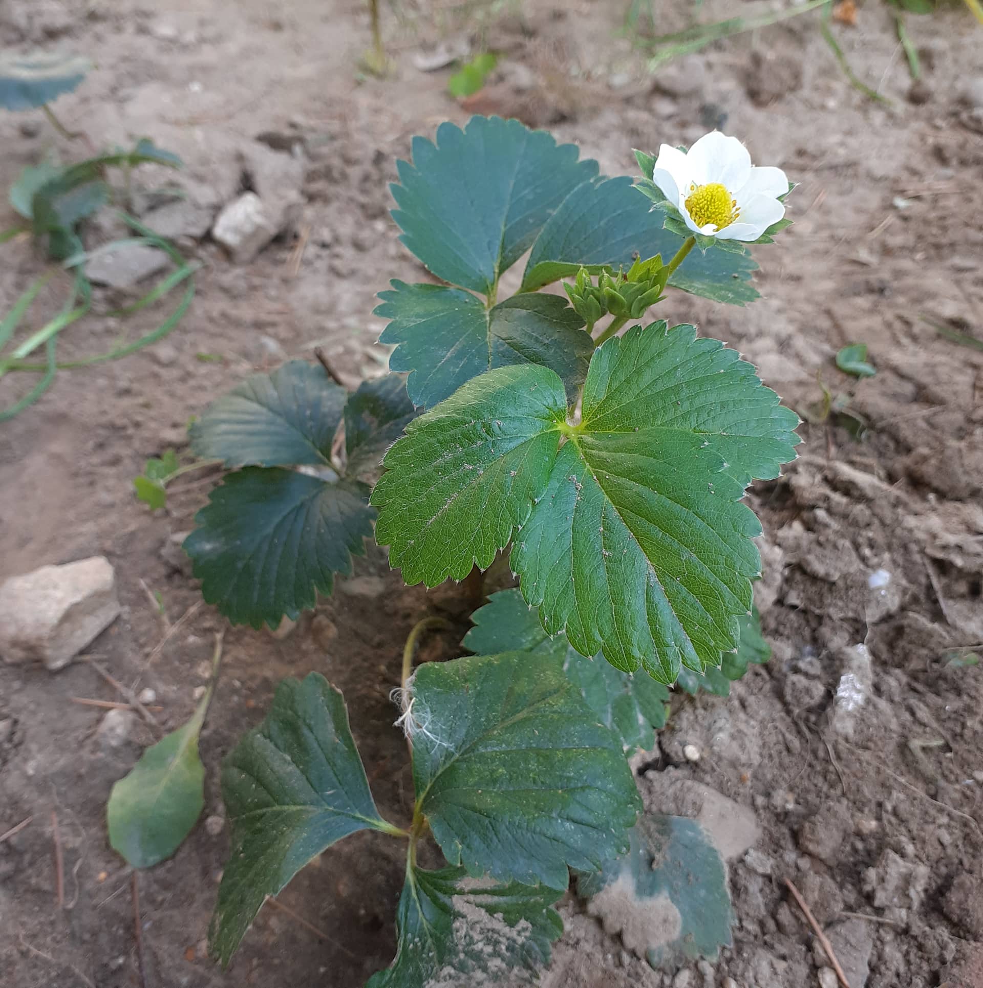 Тикви, домати, пченка во училишната градина на ООУ „Елпида Караманди“ Битола ќе ги пречекаат учениците кои ги засадија 18 299644564 2398437346962817 6439806445472814707 n