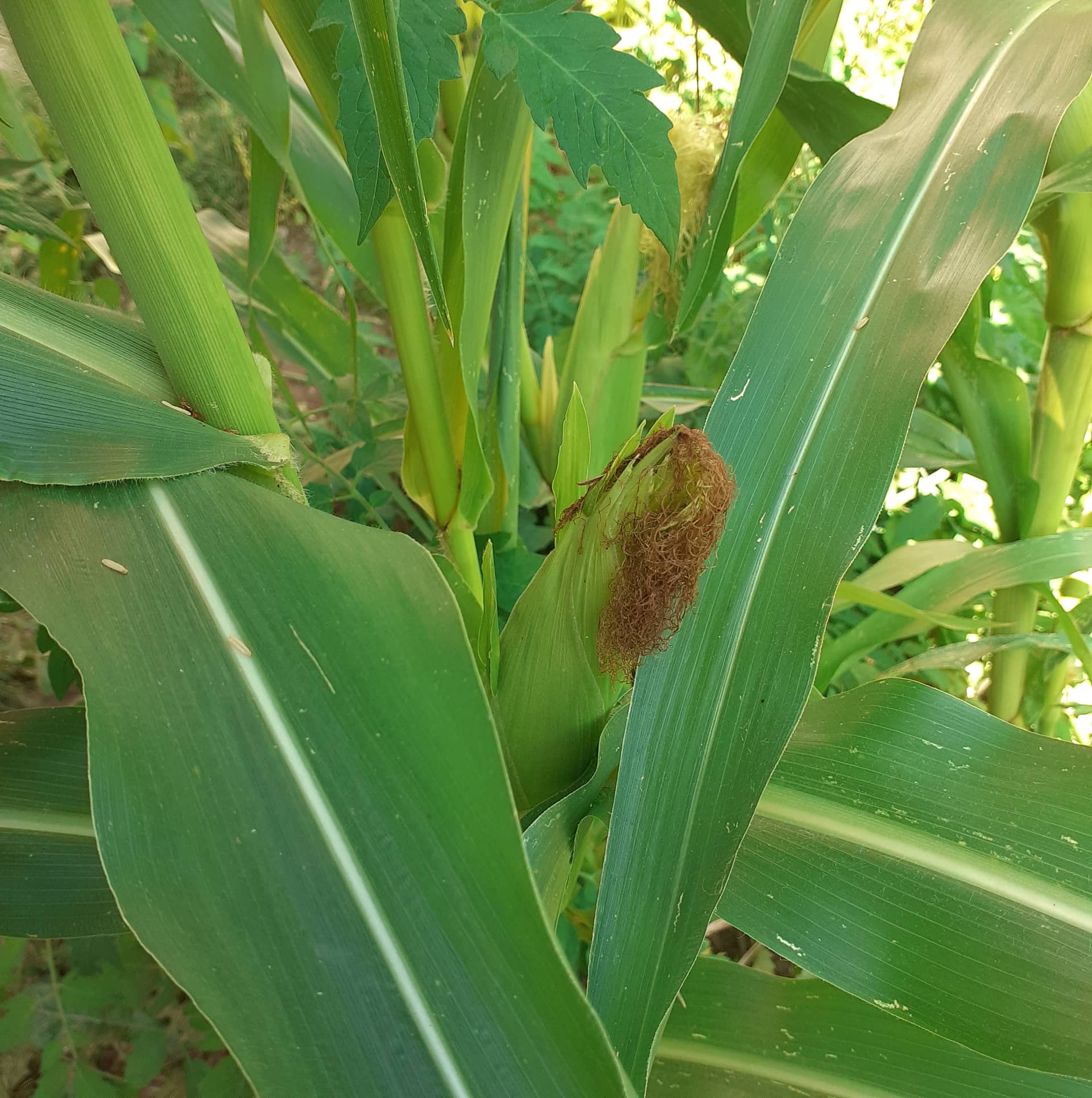 Тикви, домати, пченка во училишната градина на ООУ „Елпида Караманди“ Битола ќе ги пречекаат учениците кои ги засадија 14 299649610 2398437620296123 1520405386575516029 n