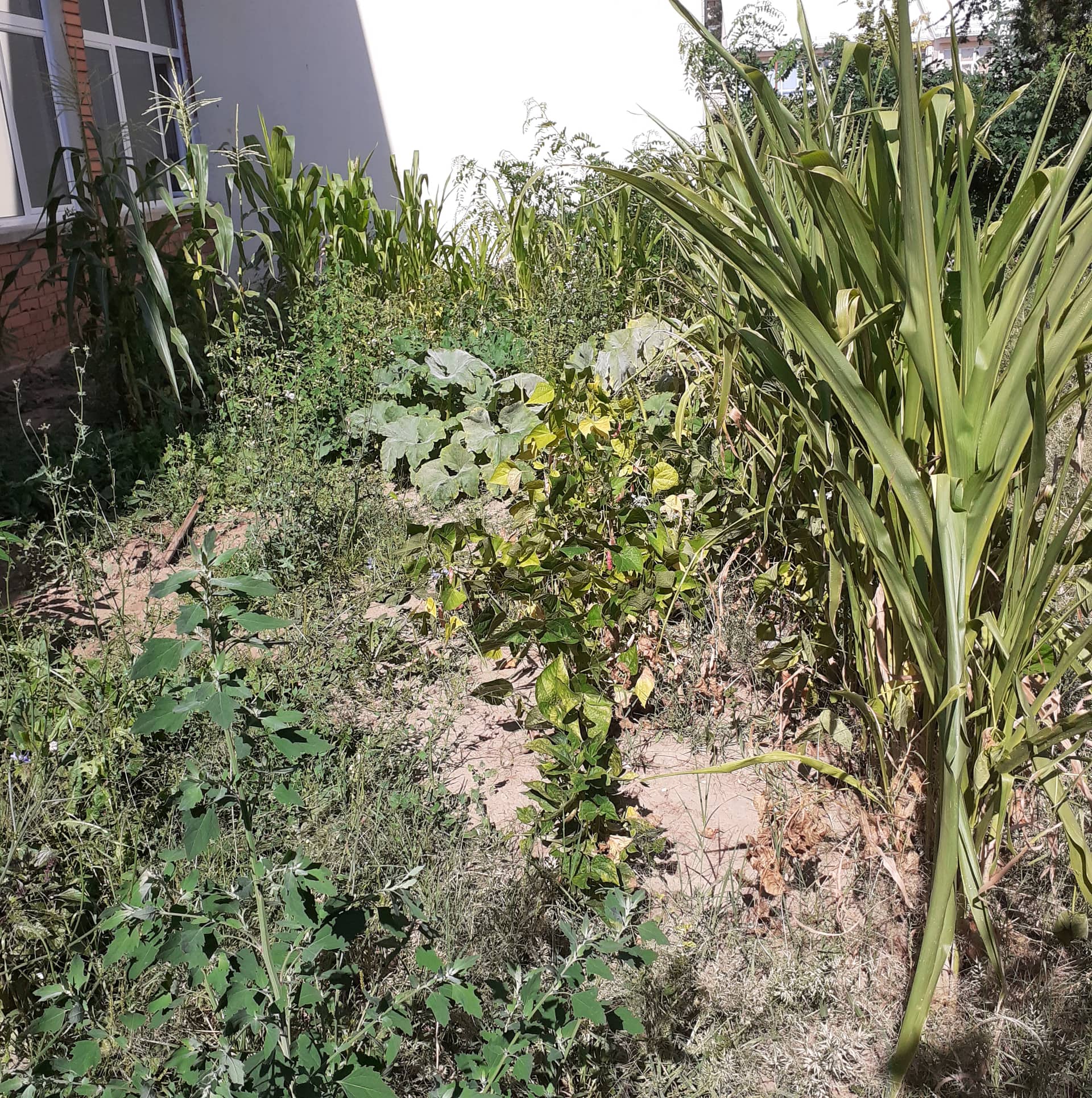 Тикви, домати, пченка во училишната градина на ООУ „Елпида Караманди“ Битола ќе ги пречекаат учениците кои ги засадија 16 299678938 2398437496962802 1933024717912300397 n