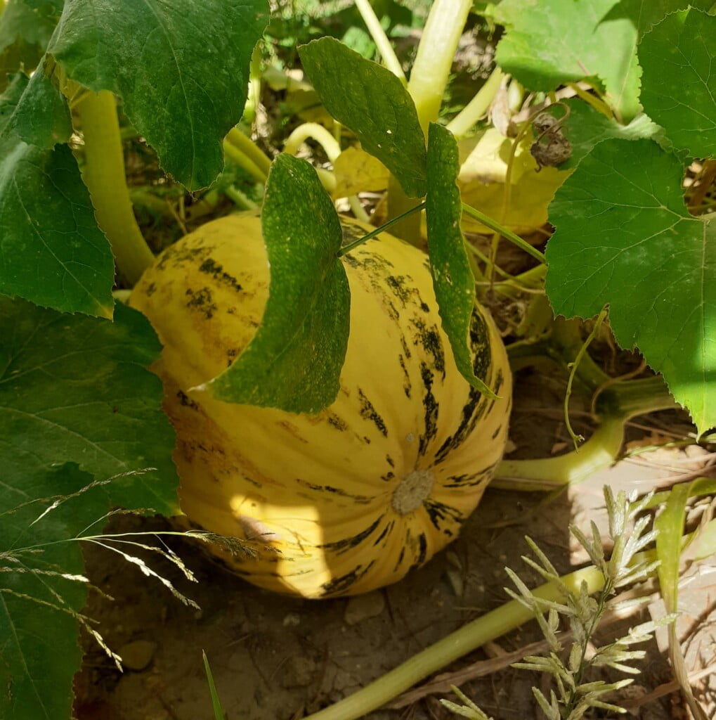 Тикви, домати, пченка во училишната градина на ООУ „Елпида Караманди“ Битола ќе ги пречекаат учениците кои ги засадија 8 299799446 2398437590296126 7577221475388663686 n