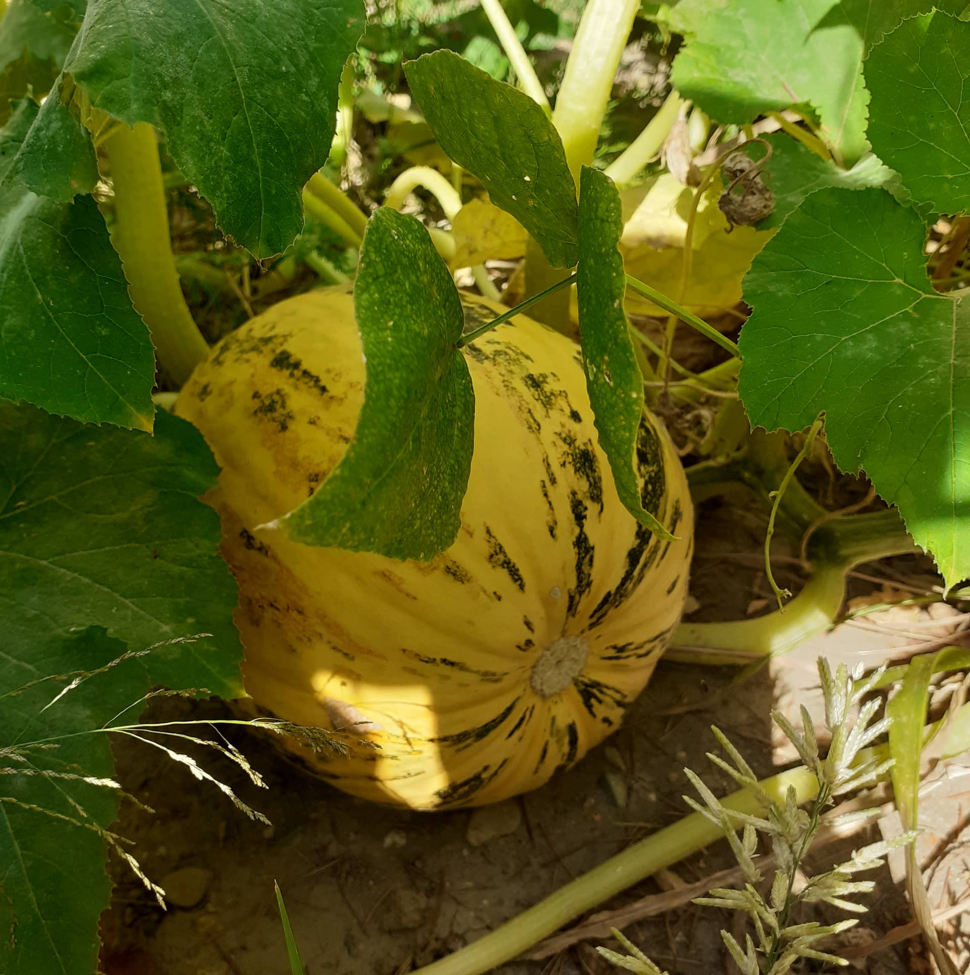 Тикви, домати, пченка во училишната градина на ООУ „Елпида Караманди“ Битола ќе ги пречекаат учениците кои ги засадија 9 299799446 2398437590296126 7577221475388663686 n