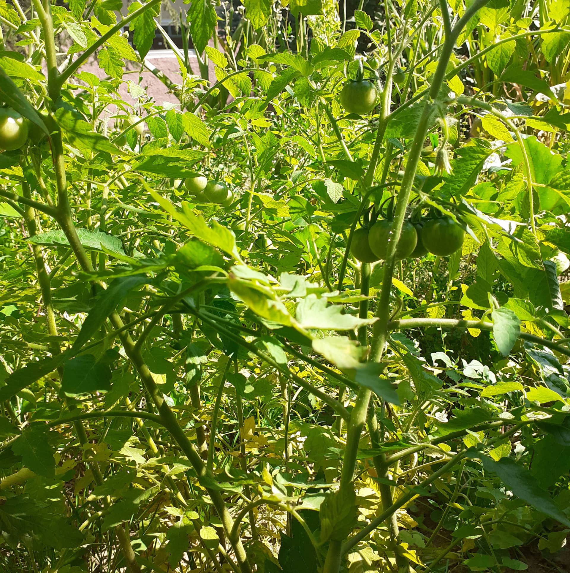 Тикви, домати, пченка во училишната градина на ООУ „Елпида Караманди“ Битола ќе ги пречекаат учениците кои ги засадија 13 299837017 2398437820296103 1044544028702259343 n