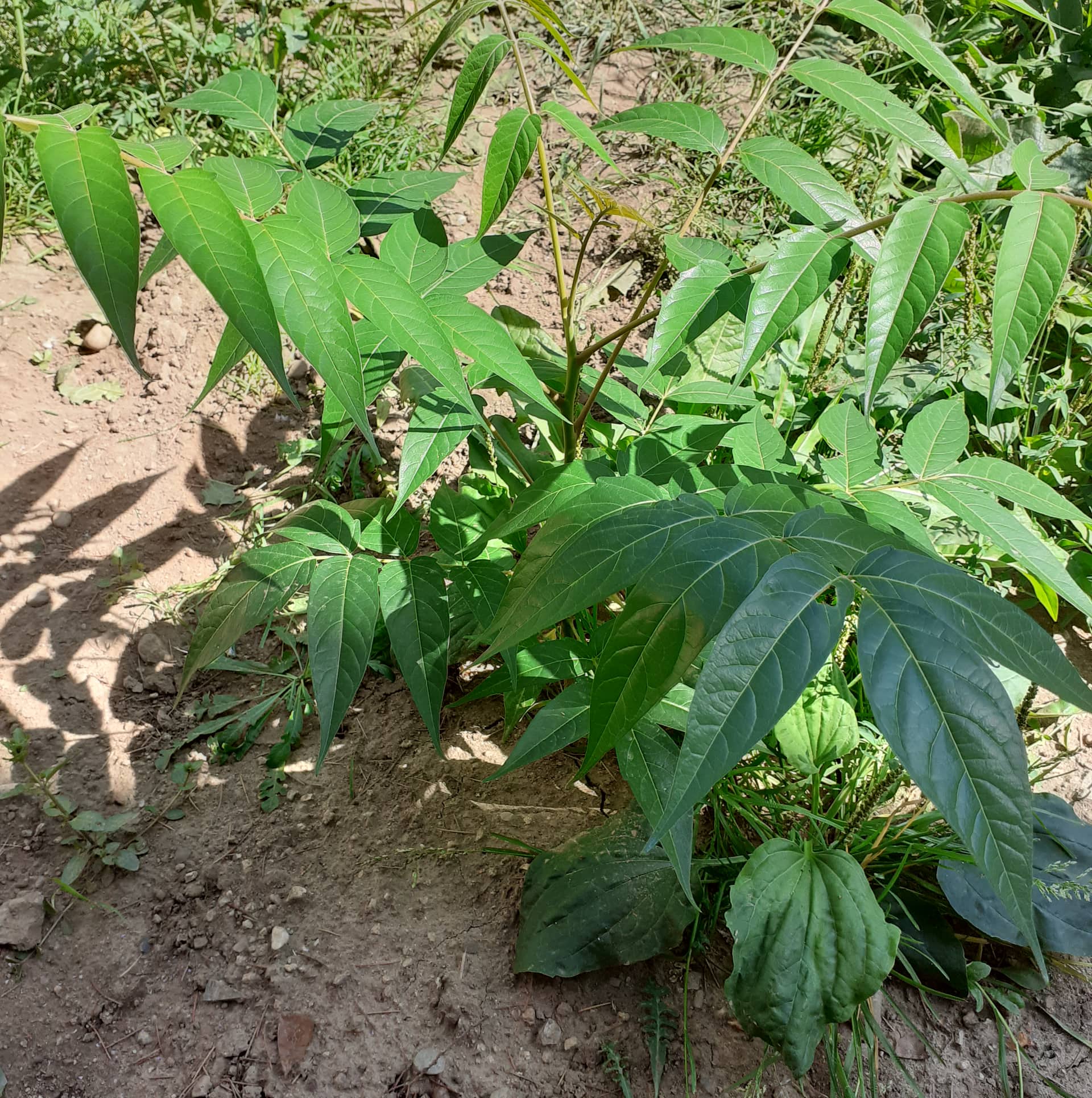 Тикви, домати, пченка во училишната градина на ООУ „Елпида Караманди“ Битола ќе ги пречекаат учениците кои ги засадија 11 299943545 2398437863629432 1768948137722392024 n