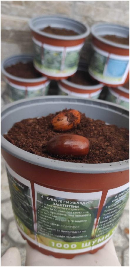 „1000 шуми од 1 желад" - еколошка акција на платформата ЗЕМИ ЗДИВ 12 1000 шуми од 1 желад