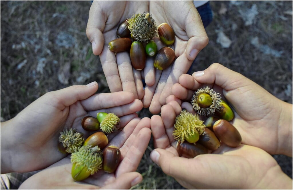 „1000 шуми од 1 желад" - еколошка акција на платформата ЗЕМИ ЗДИВ 7 1000 шуми од 1 желад 20