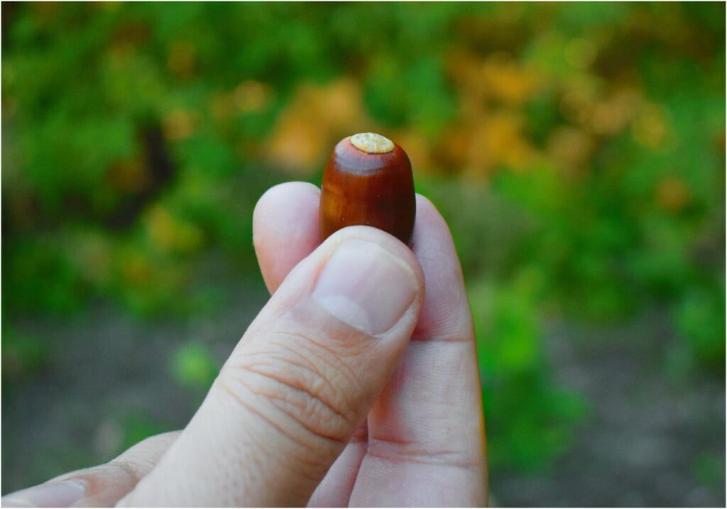 „1000 шуми од 1 желад" - еколошка акција на платформата ЗЕМИ ЗДИВ 11 1000 шуми од 1 желад 21