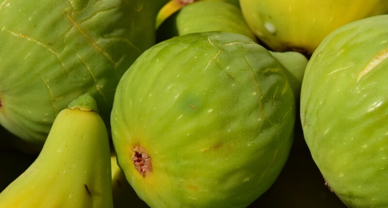 figs 1608417 1280