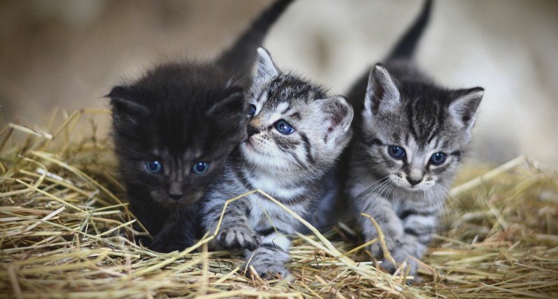 cat kittens 3535404 1280