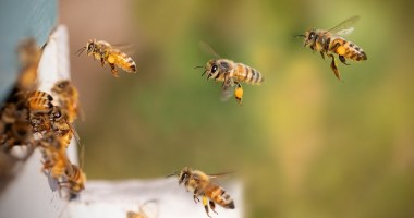 Пчелите се најважните суштества на планетата без кои нема живот 7 r25IQAEAAAAAAAAAAPBsJkgAAauTjWAAAAAASUVORK5CYII=