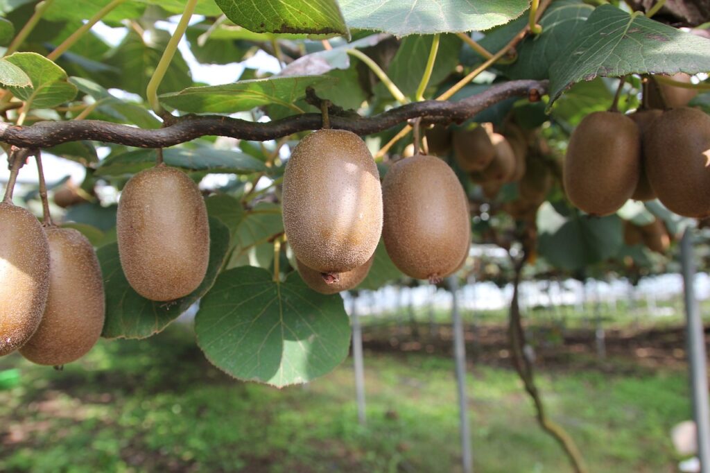 Кои овошја се извор на витамини за силен имунитет 9 kiwi 1565847 1280