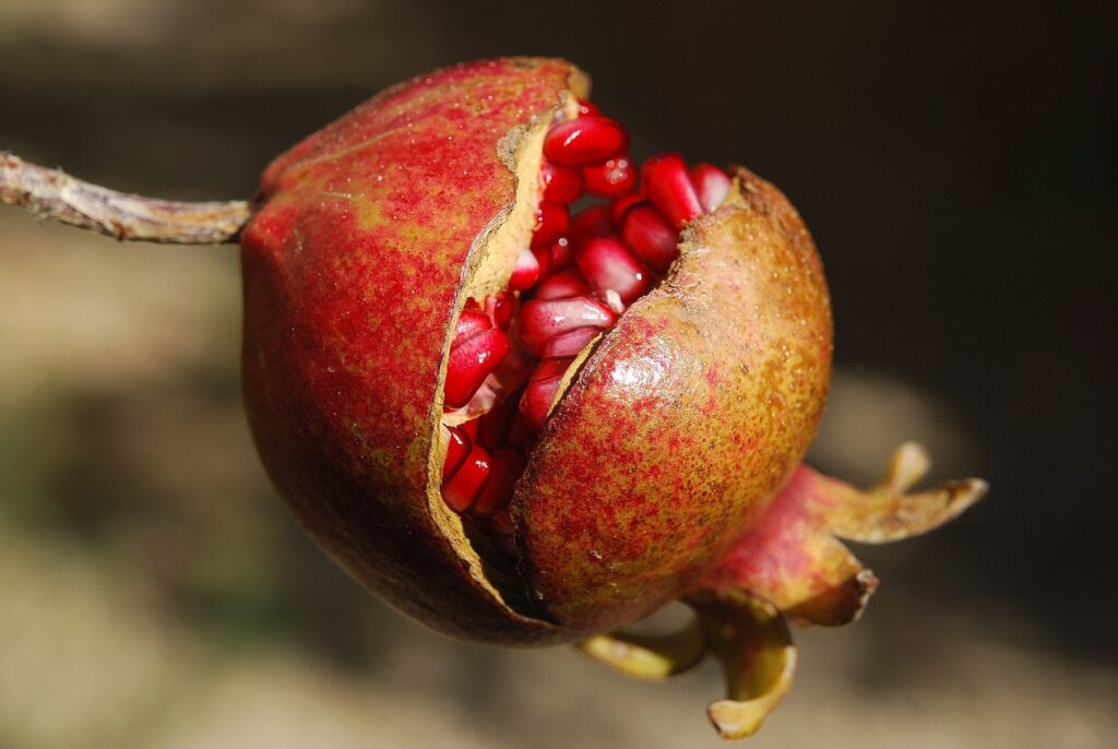 Кои овошја се извор на витамини за силен имунитет 10 pomegranate 185456 1280