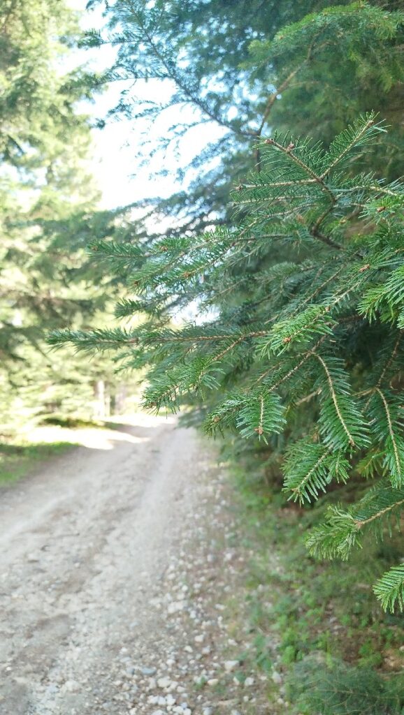 (Фото) Утринска прошетка низ пелистерските убавини 14 pelister 10