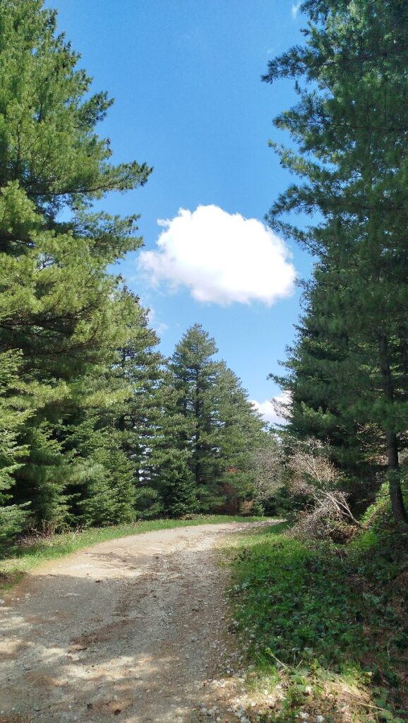 (Фото) Утринска прошетка низ пелистерските убавини 15 pelister 11