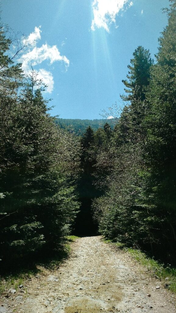 (Фото) Утринска прошетка низ пелистерските убавини 16 pelister 12