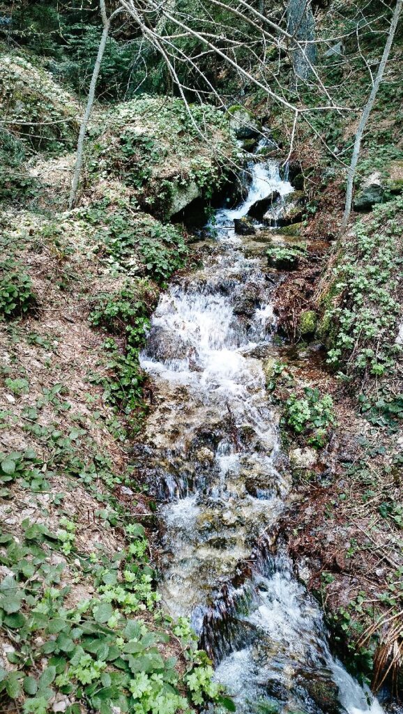 (Фото) Утринска прошетка низ пелистерските убавини 19 pelister 15