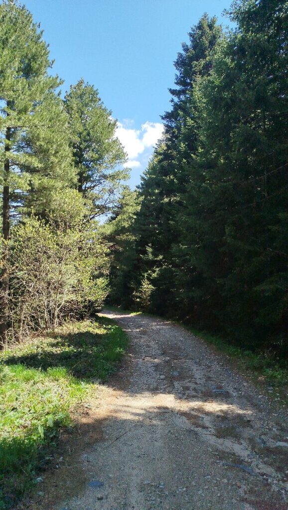 (Фото) Утринска прошетка низ пелистерските убавини 10 pelister 6