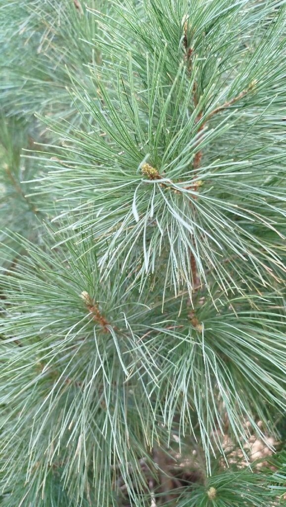 (Фото) Утринска прошетка низ пелистерските убавини 11 pelister 7