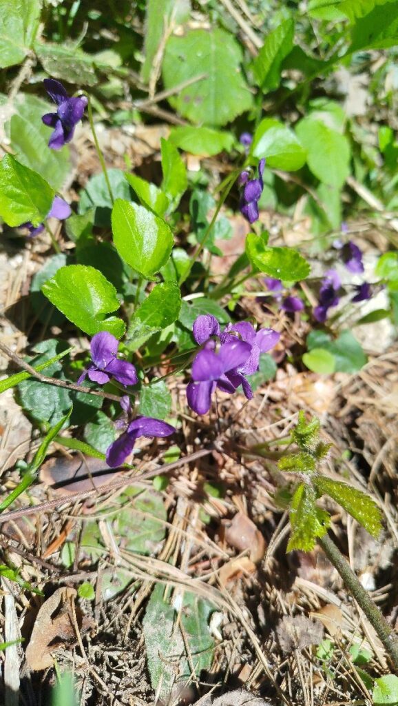 (Фото) Утринска прошетка низ пелистерските убавини 12 pelister 8