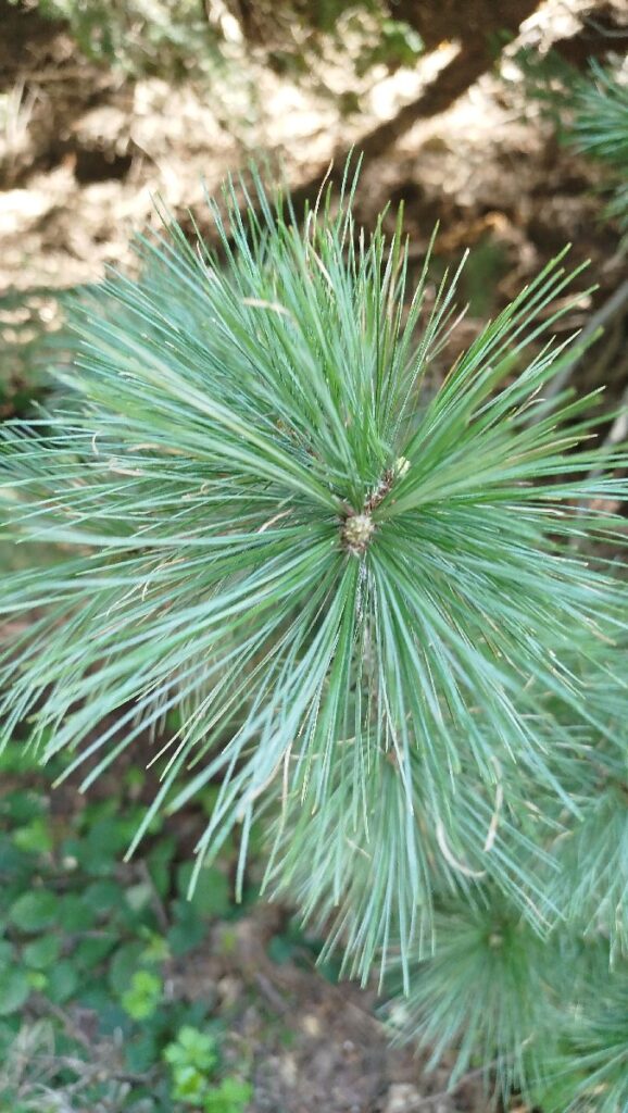 (Фото) Утринска прошетка низ пелистерските убавини 13 pelister 9