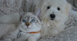 Кој е посреќен, а кој попаметен – љубителите на кучиња или мачки? 1453