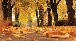 noname 13 trees 1789120 640