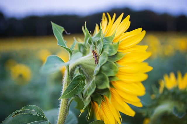 Поучна приказна: Важно е да се слуша 3 cparks sunflowers