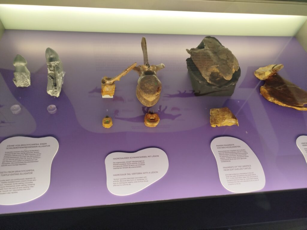 Диносауруси и еволуција: прошетка низ праисторијата во Senckenberg музејот во Франкфурт 20 m6