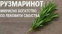 Рузмаринот – Мирисно богатство со лековити својства 2 gCFUBAADPAAssAAGY1TvFAAAAAElFTkSuQmCC