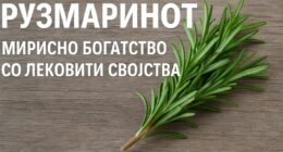 Рузмаринот – Мирисно богатство со лековити својства 37